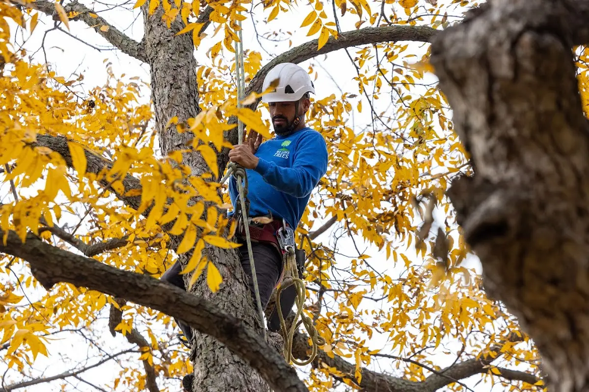 Skilled Dead Tree Removal crew working in River Rouge